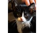 Adopt Debbie a Black & White or Tuxedo Domestic Shorthair (short coat) cat in