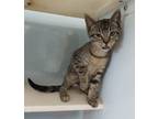 Adopt Starscream a Domestic Shorthair cat in Carthage, MO (38688546)