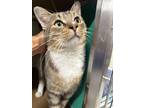 Adopt Moosic 37- Rhino a Brown or Chocolate Domestic Shorthair / Domestic