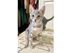 Adopt Pepsi a Gray, Blue or Silver Tabby Domestic Mediumhair (medium coat) cat