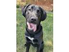 Adopt Sierra a Black Labrador Retriever / Mixed dog in Watertown, WI (38688304)