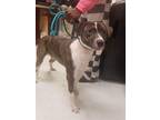 Adopt Winston a Brindle - with White Pit Bull Terrier / Mixed dog in Tioga