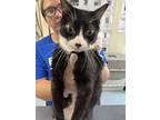 Adopt Moosic 12- Dolphin a All Black Domestic Shorthair / Domestic Shorthair /