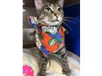 Adopt Moosic 20- Badger a Brown or Chocolate Domestic Shorthair / Domestic