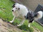 Adopt rooster a Gray/Silver/Salt & Pepper - with White Australian Shepherd /