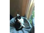 Adopt Stefan a Black & White or Tuxedo Domestic Shorthair (short coat) cat in
