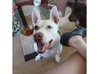 Adopt Capone a White - with Tan, Yellow or Fawn American Staffordshire Terrier /