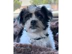 Adopt Toby a Black - with White Shih Tzu / Lhasa Apso / Mixed dog in Santa