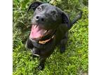Adopt Ivy a Black Labrador Retriever / Mixed dog in Tioga, LA (38687176)
