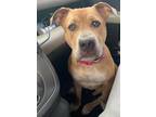 Adopt Groot a Tan/Yellow/Fawn - with White Pit Bull Terrier / Mixed dog in New