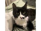 Adopt Monica a All Black Domestic Shorthair / Mixed cat in Salt Lake City