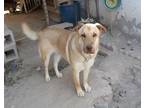 Adopt GRACIE a Tan/Yellow/Fawn German Shepherd Dog / Mixed Breed (Large) / Mixed