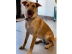 Adopt GRACIE a Tan/Yellow/Fawn German Shepherd Dog / Mixed dog in Las Vegas