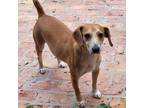 Adopt Poseidon a Tan/Yellow/Fawn Hound (Unknown Type) / Mixed dog in Tioga