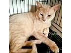 Adopt Jack Ryan a Orange or Red Tabby Domestic Shorthair (short coat) cat in