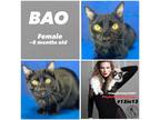 Adopt BAO a All Black Domestic Shorthair / Domestic Shorthair / Mixed cat in