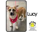 Adopt Lucy a Brown/Chocolate Mixed Breed (Medium) / Mixed dog in Newburgh