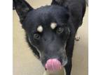 Adopt Wolfee a Black Shepherd (Unknown Type) / Mixed dog in Corpus Christi