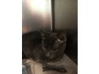 Adopt Moe a Domestic Shorthair / Mixed (short coat) cat in Henderson