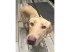 Adopt Suzie Q a Labrador Retriever / Mixed dog in Henderson, KY (38685971)