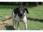 Adopt Baily a White - with Black Pointer / Mixed dog in Conway, AR (38685810)