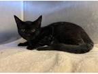 Adopt 655780 a All Black Domestic Shorthair / Domestic Shorthair / Mixed cat in