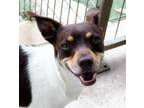 Adopt Oscar a Brown/Chocolate - with Tan Rat Terrier / Jack Russell Terrier /