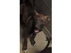 Adopt 53773366 a Brown/Chocolate Labrador Retriever / Mixed dog in Los Lunas