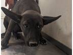 Adopt 53773297 a Brown/Chocolate Labrador Retriever / Mixed dog in Los Lunas