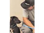Adopt 53773109 a Black Labrador Retriever / Mixed dog in Los Lunas