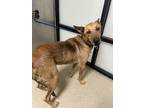 Adopt Hershey a Brown/Chocolate German Shepherd Dog / Mixed dog in Fort Worth