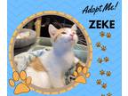 Adopt Zeke a Cream or Ivory (Mostly) American Shorthair (short coat) cat in