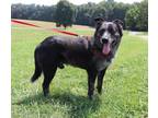 Adopt Mojo a Black - with Gray or Silver Australian Cattle Dog / Mixed dog in