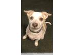Adopt Brady a White - with Tan, Yellow or Fawn Terrier (Unknown Type