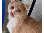 Adopt Bassett a Orange or Red (Mostly) Domestic Mediumhair (medium coat) cat in