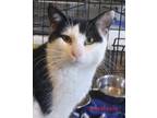 Adopt Anastasia a Black & White or Tuxedo Domestic Shorthair (short coat) cat in