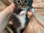 Cinder Kitten Black Tabby Boy Mitted