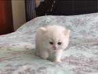 Luxu Royal British Shorthair Kittens