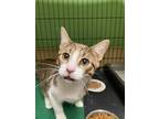 Adopt Candy a Brown Tabby Domestic Shorthair (short coat) cat in Chicago