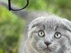 Scottish Folds Scottish Straight