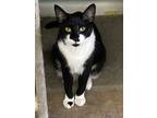 Adopt Oreo a Black & White or Tuxedo Domestic Shorthair (short coat) cat in