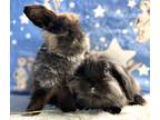 Adopt Lewis and Luca a Chocolate Lionhead / Mixed (medium coat) rabbit in