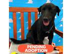 Adopt MCBRAGG a Black Terrier (Unknown Type, Medium) dog in Atco, NJ (36436632)