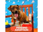 Adopt SHREK a Brindle Terrier (Unknown Type, Medium) dog in Atco, NJ (36436791)