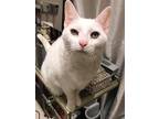 Adopt Princess Crystal a White Domestic Shorthair (short coat) cat in