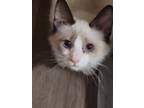 Adopt Gizmo a Domestic Shorthair cat in Calimesa, CA (36251206)