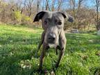 Adopt Annie a Greyhound / Pit Bull Terrier / Mixed dog in Hillsdale