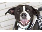 Adopt Scotty a Black - with White Labrador Retriever dog in Greenbelt