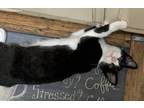 Adopt Stormy a Black & White or Tuxedo Domestic Shorthair / Mixed cat in