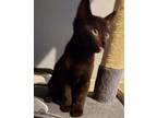 Adopt Ella's Count Basie a All Black Domestic Shorthair / Mixed (short coat) cat